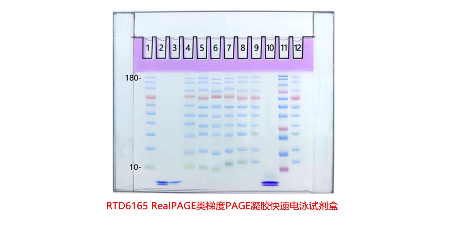 RealPAGE�c�L��度PAGE凝胶快速电泌���剂盒